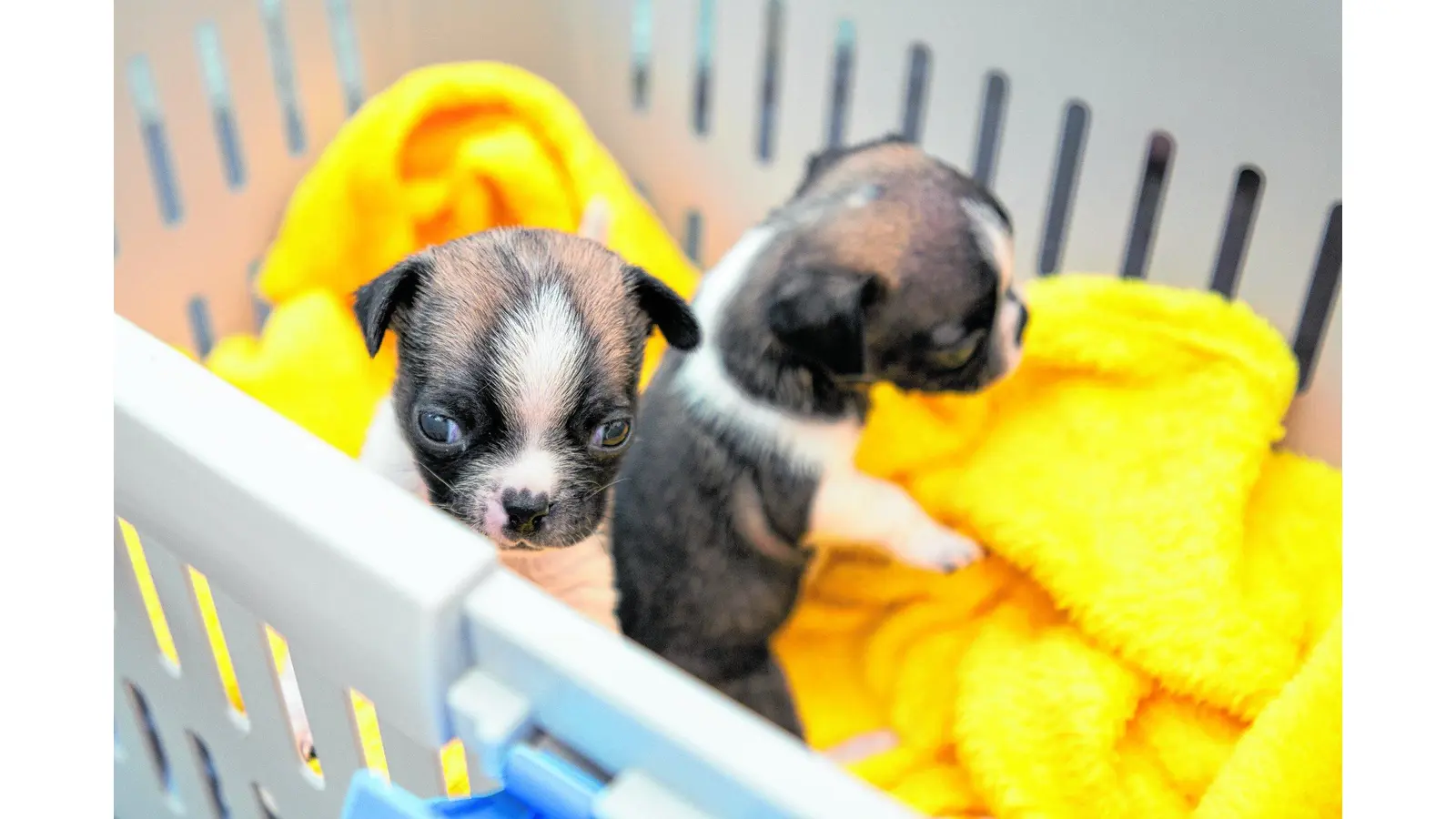 Spende kommt zu einem tierisch guten Zeitpunkt (Foto: jl)