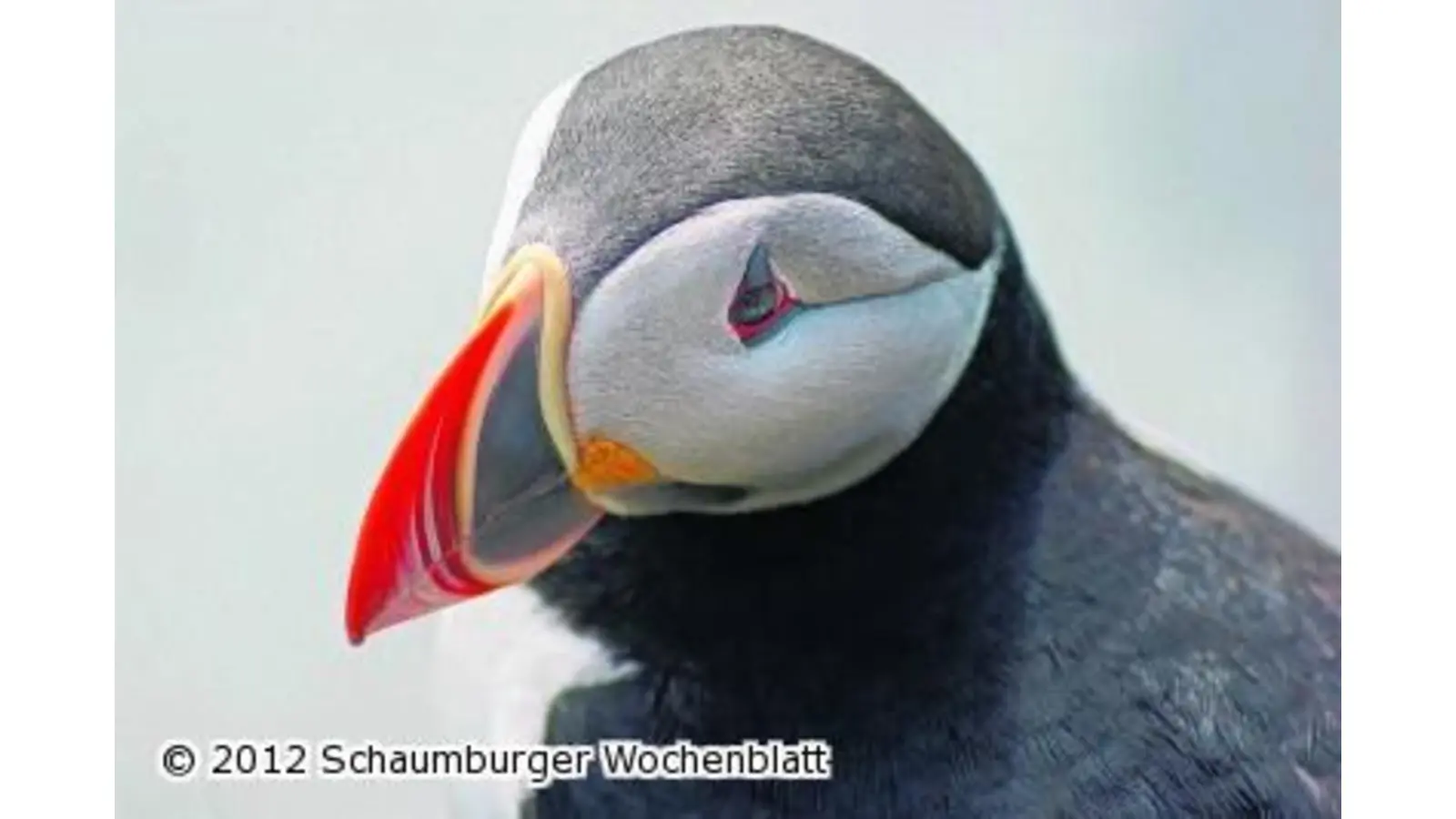 Märchenhafter Zauber (Foto: jo)