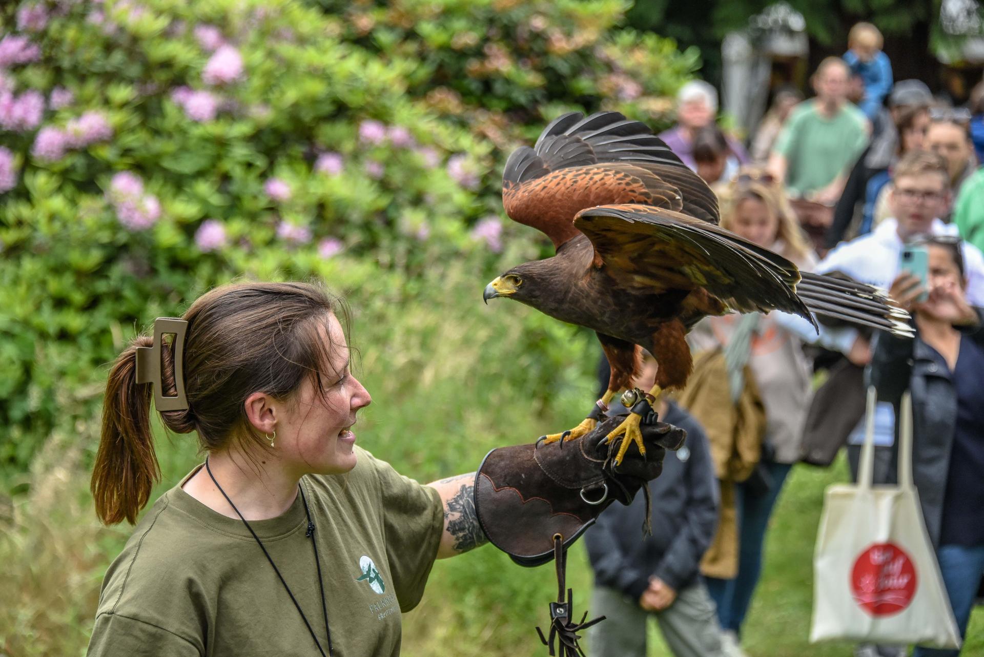 Falknerin Anna Asweh mit Wüstenbussard Calypso. (Foto: jp)