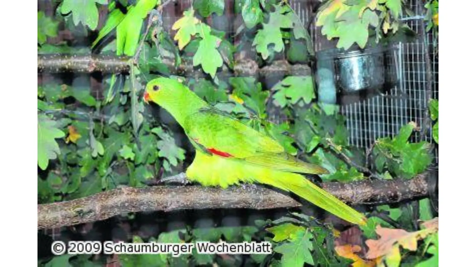 Vogelschau in der Liethhalle (Foto: red)