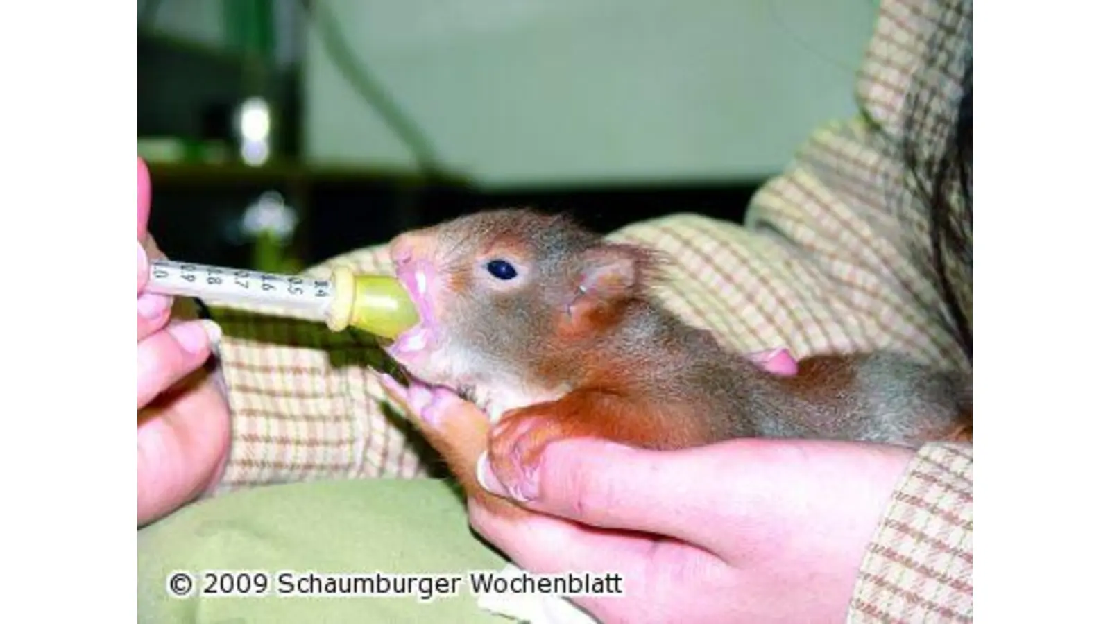 Baumfällarbeiten gefährden Nachwuchs (Foto: mk)