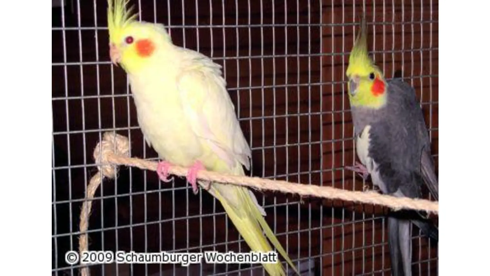 Lori und Karlchen (Foto: pd)
