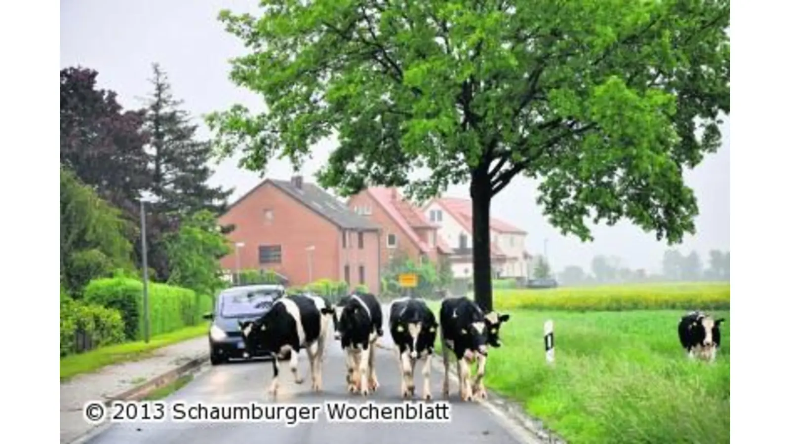 Auge in Auge mit dem Rind (Foto: nb)