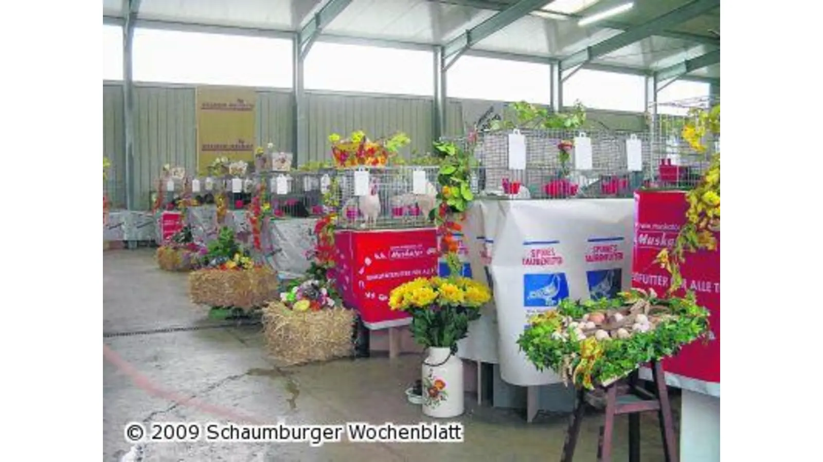 Eine Modenschau im Federkleid (Foto: red)