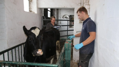Die Kälber werden bei ihrer Ankunft gewogen. Das machten Katrin Carl (li.) und Mitarbeiter Max Lansmann. (Foto: gi)