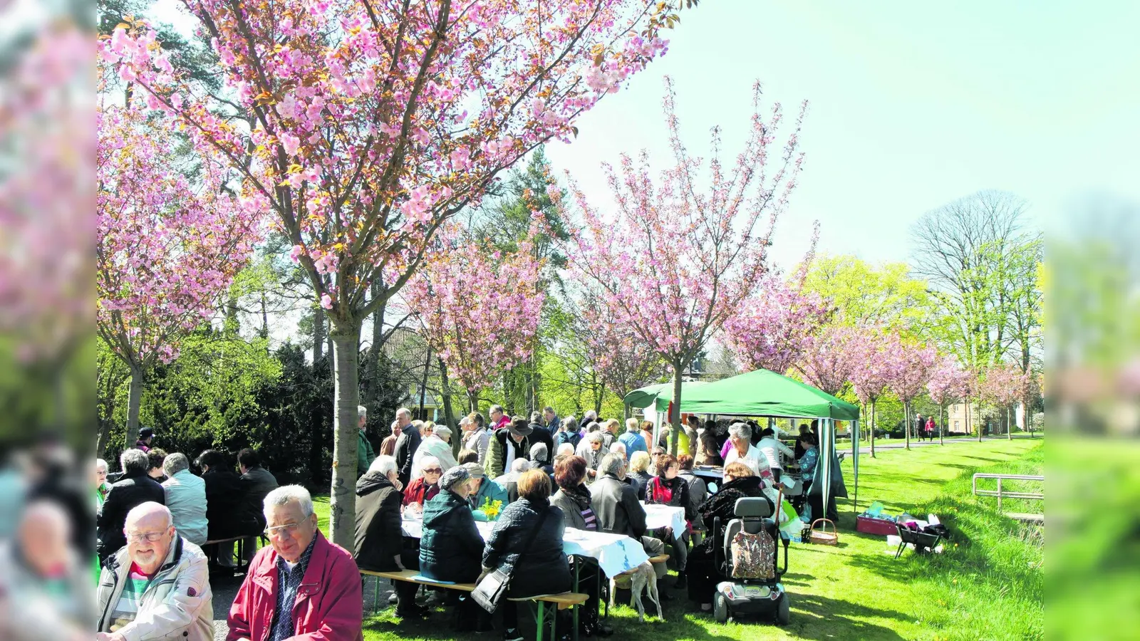 Ein Rekord-Erlös beim Kirschblütenfest (Foto: bb)