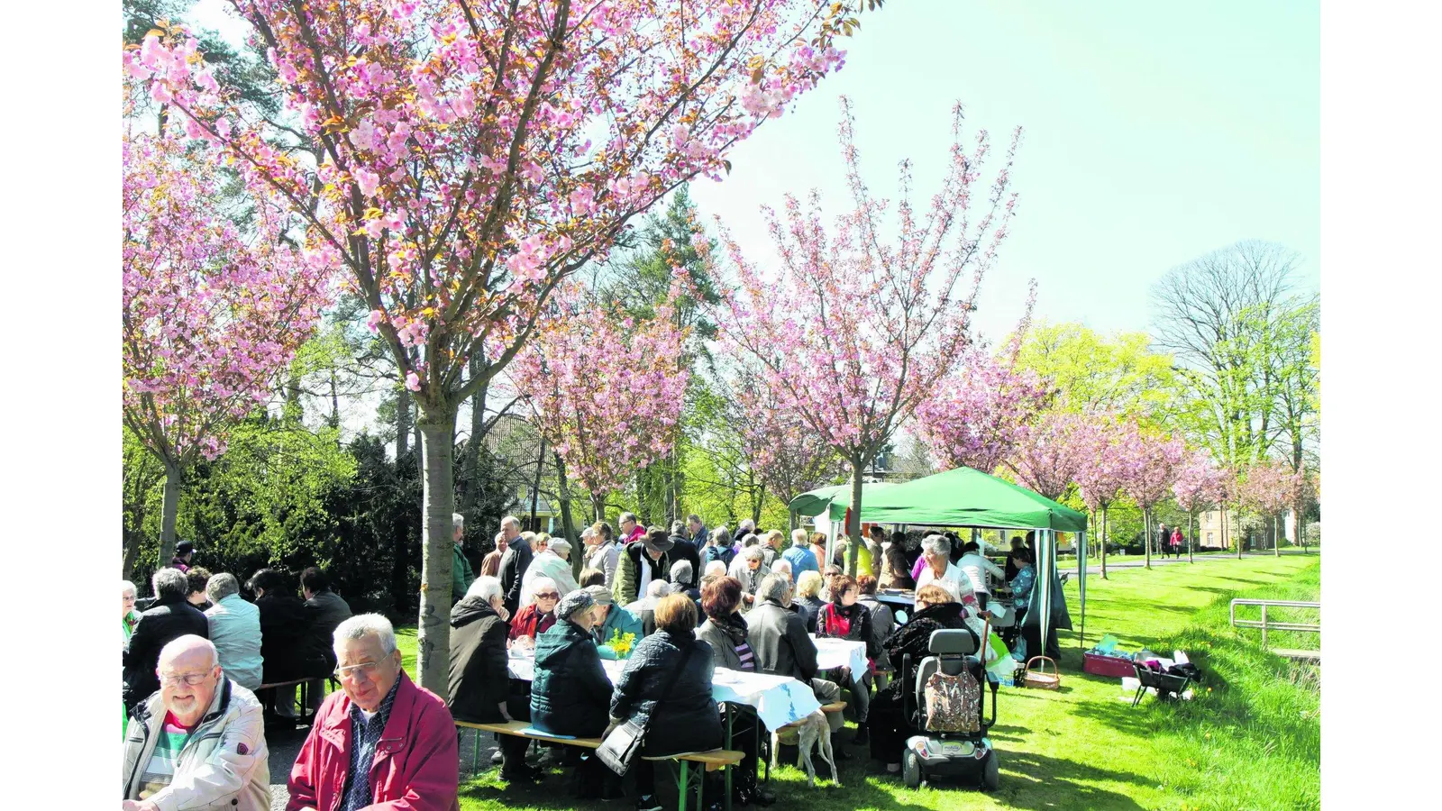 Ein Rekord-Erlös beim Kirschblütenfest (Foto: bb)