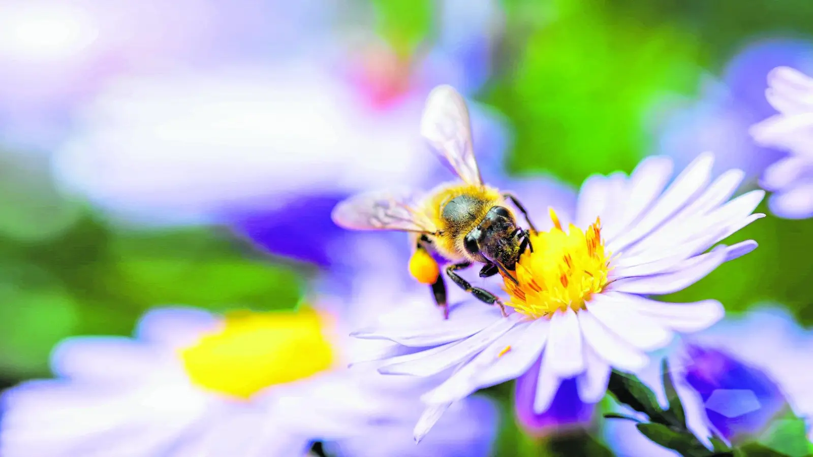 bee gathers the flower. Under rays of sun (Foto: mk)