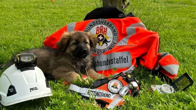 Suchen Verstärkung: Rettungshunde in der Region Hannover. (Foto: privat)