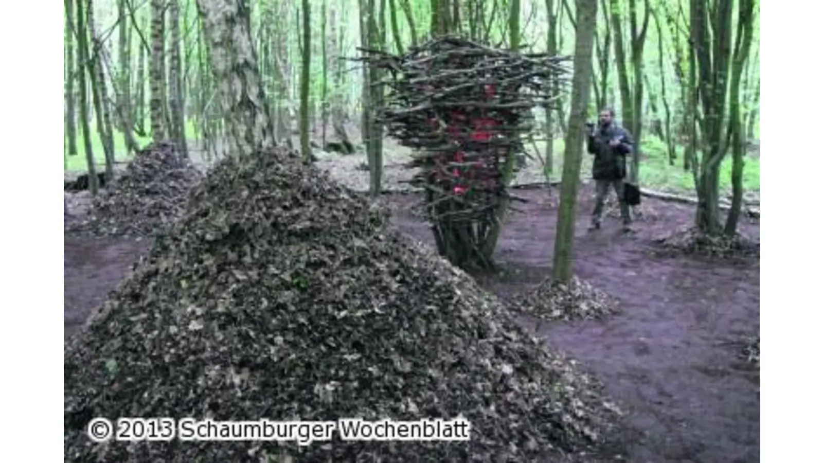 Entdeckungsreise durch verzauberten Wald (Foto: bb)