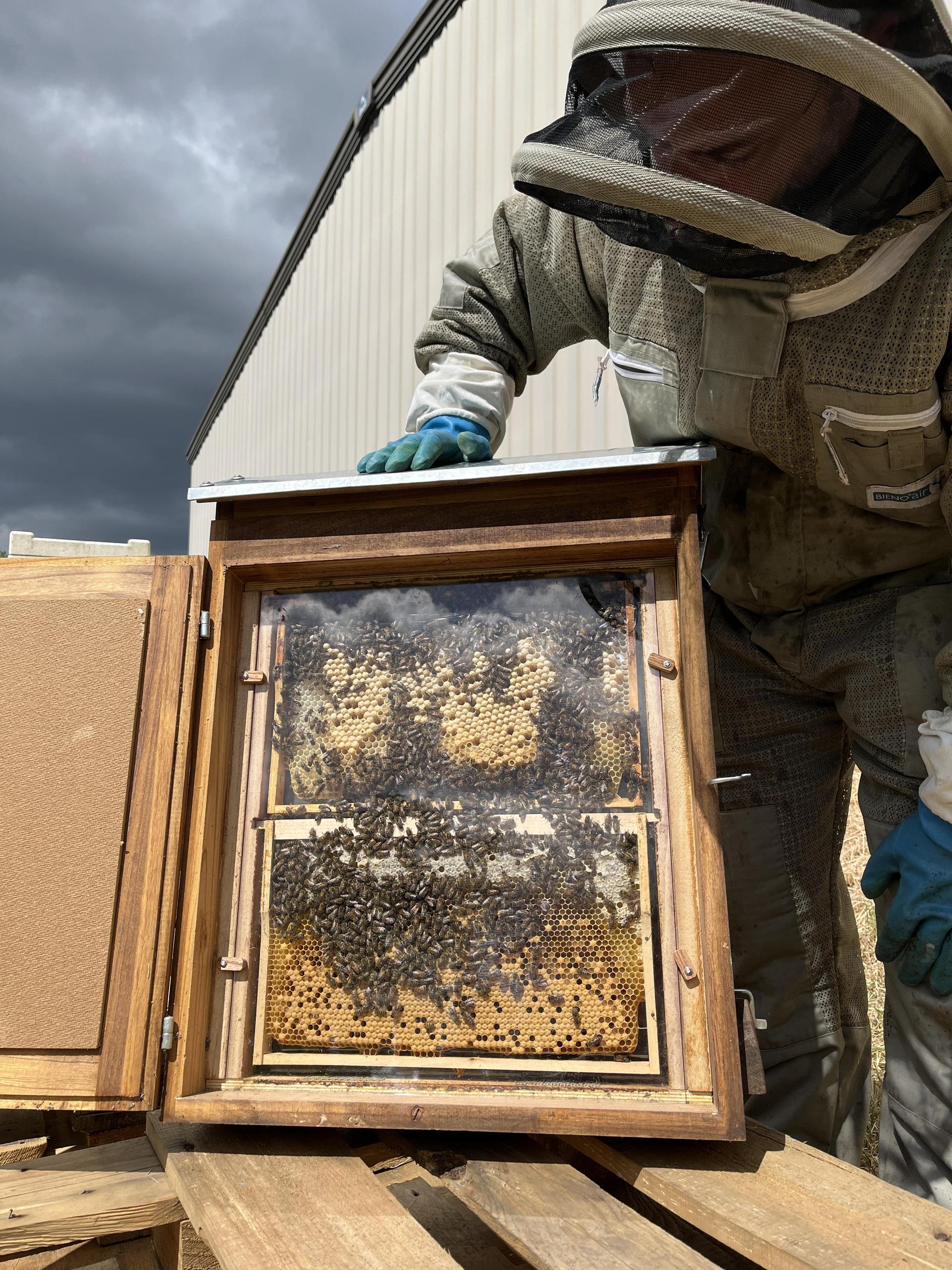 Bienenschau. (Foto: nd)