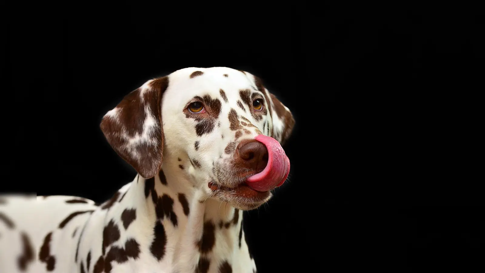 Es könnte eine Entzündung dahinter stecken, wenn sich Hunde lecken. (Foto: pixabay)