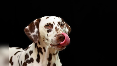 Es könnte eine Entzündung dahinter stecken, wenn sich Hunde lecken. (Foto: pixabay)