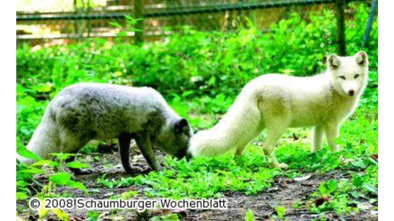 Rendezvous im Tierpark (Foto: ste)