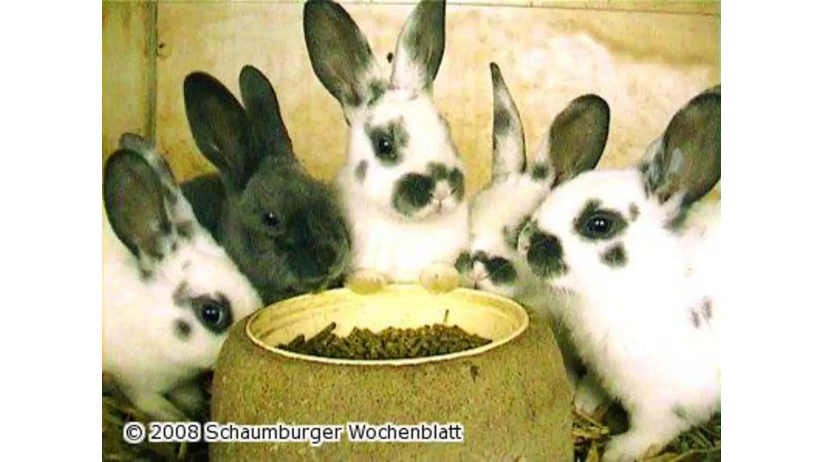 Mittelweserschau für Rassekaninchen (Foto: ste)