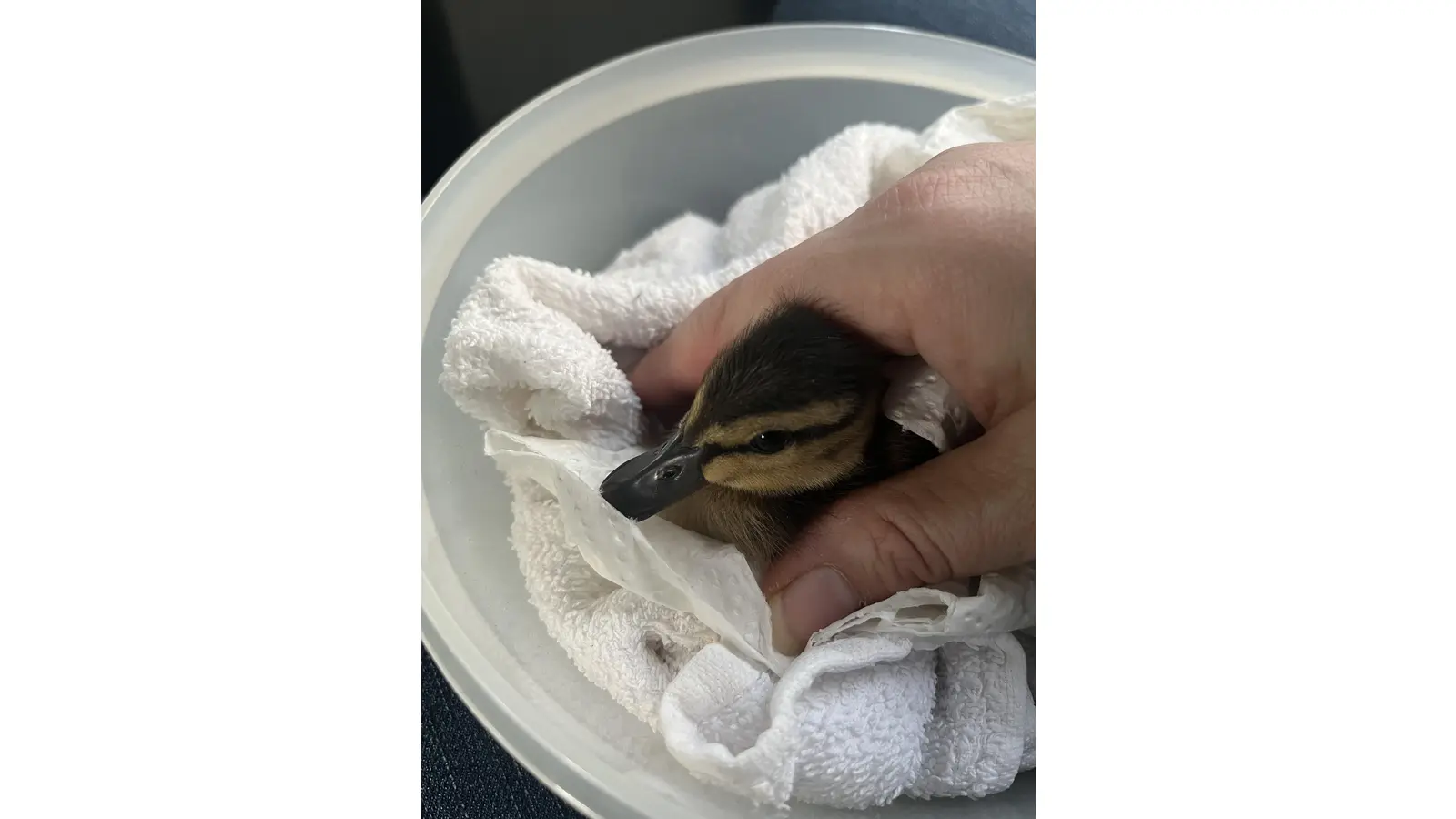 Klein und kräftig war unser Besucher. (Foto: nd)