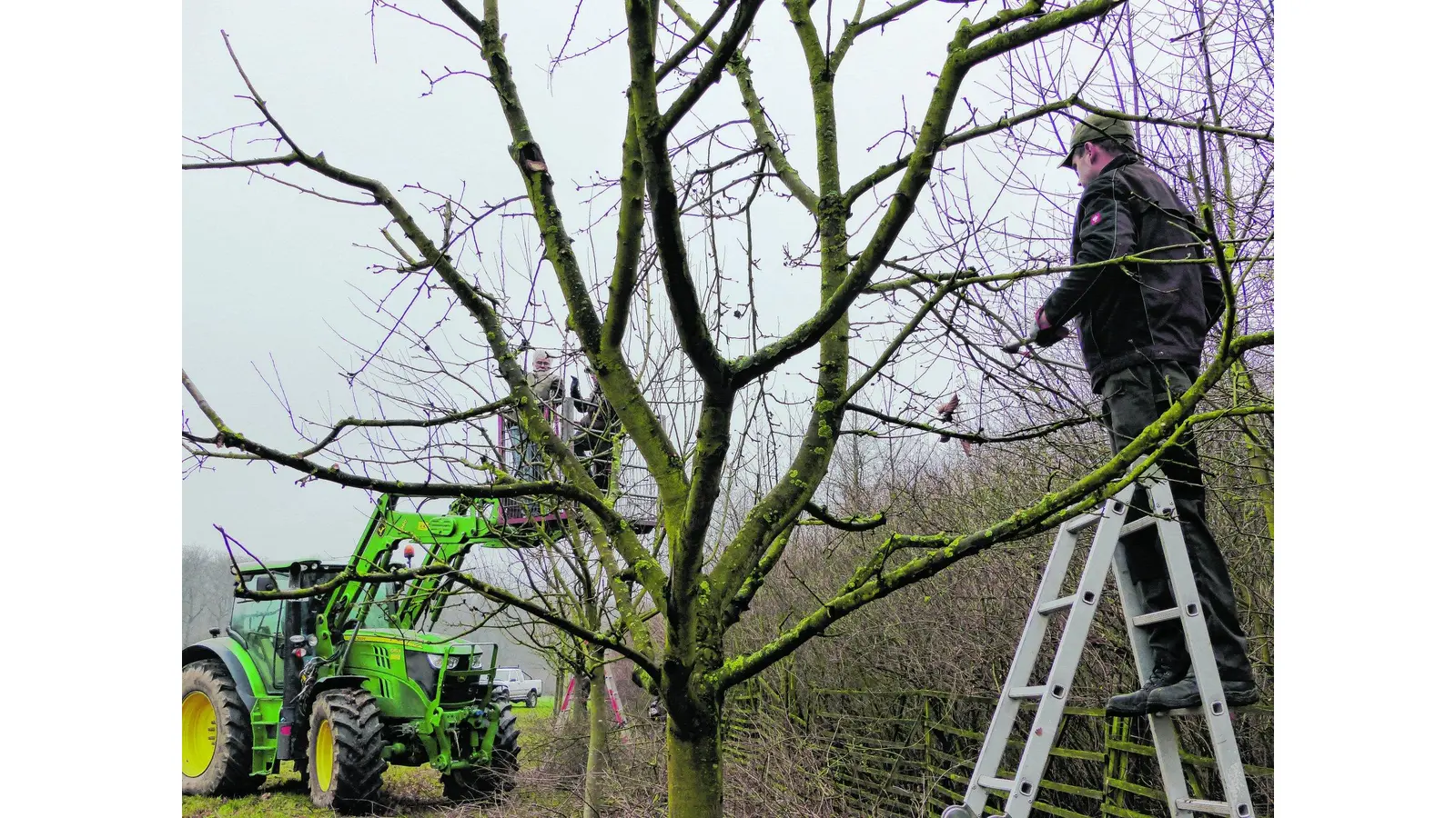 Die vielen Bäume erhalten einen ganz neuen Schnitt (Foto: red)