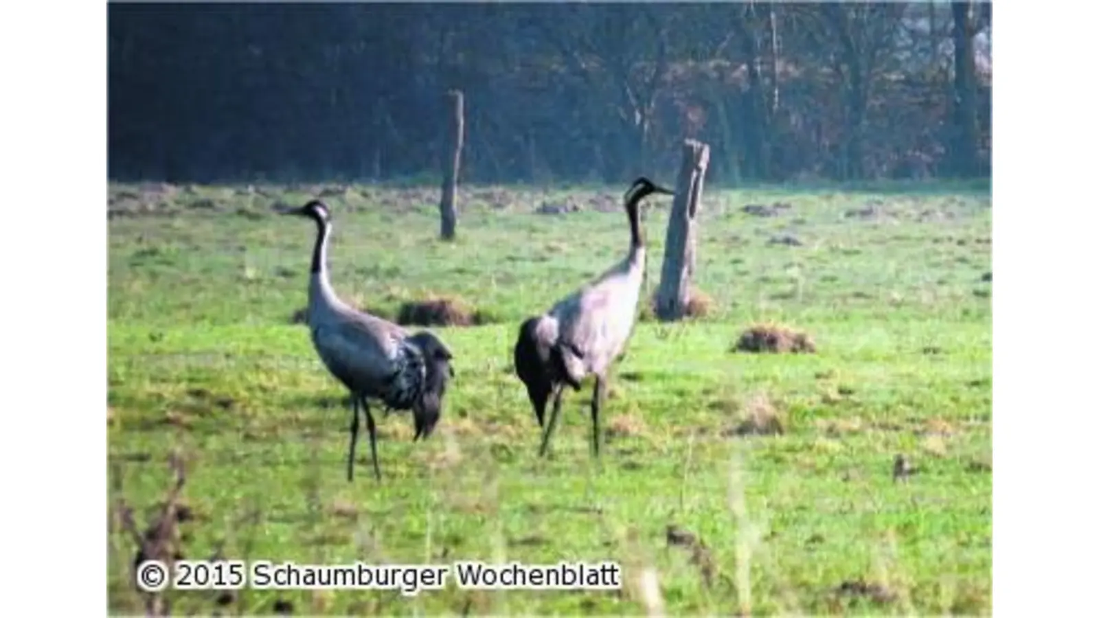 Bald ist der Frühling zu Gast (Foto: em)
