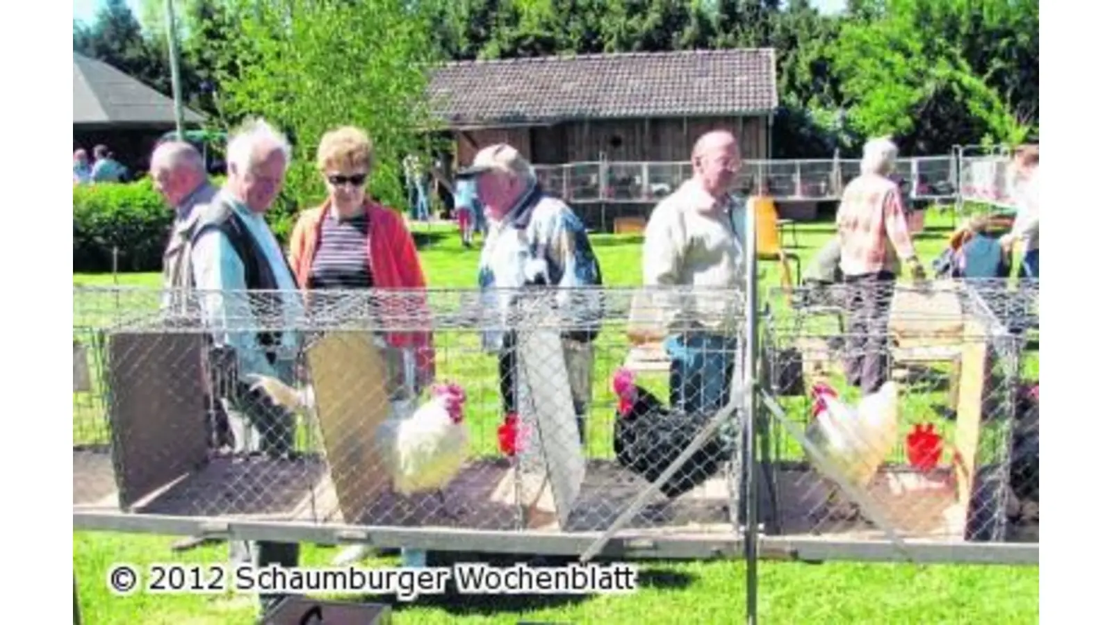 Wettkrähen in Eisbergen (Foto: km)