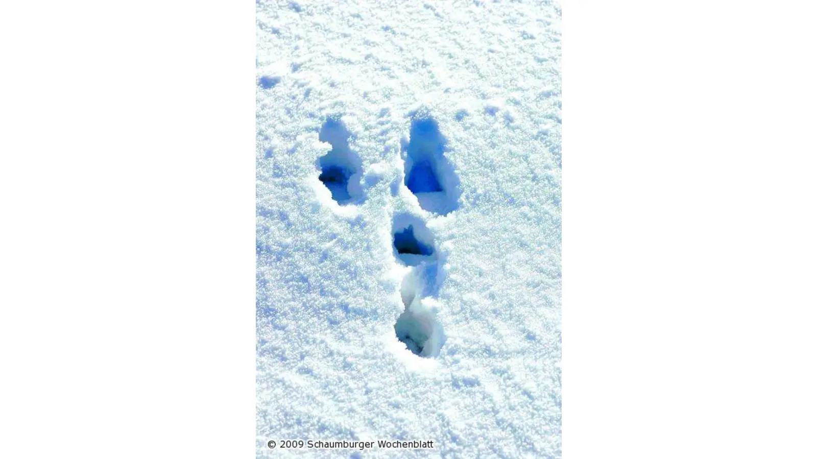 Spuren im Schnee (Foto: tt)
