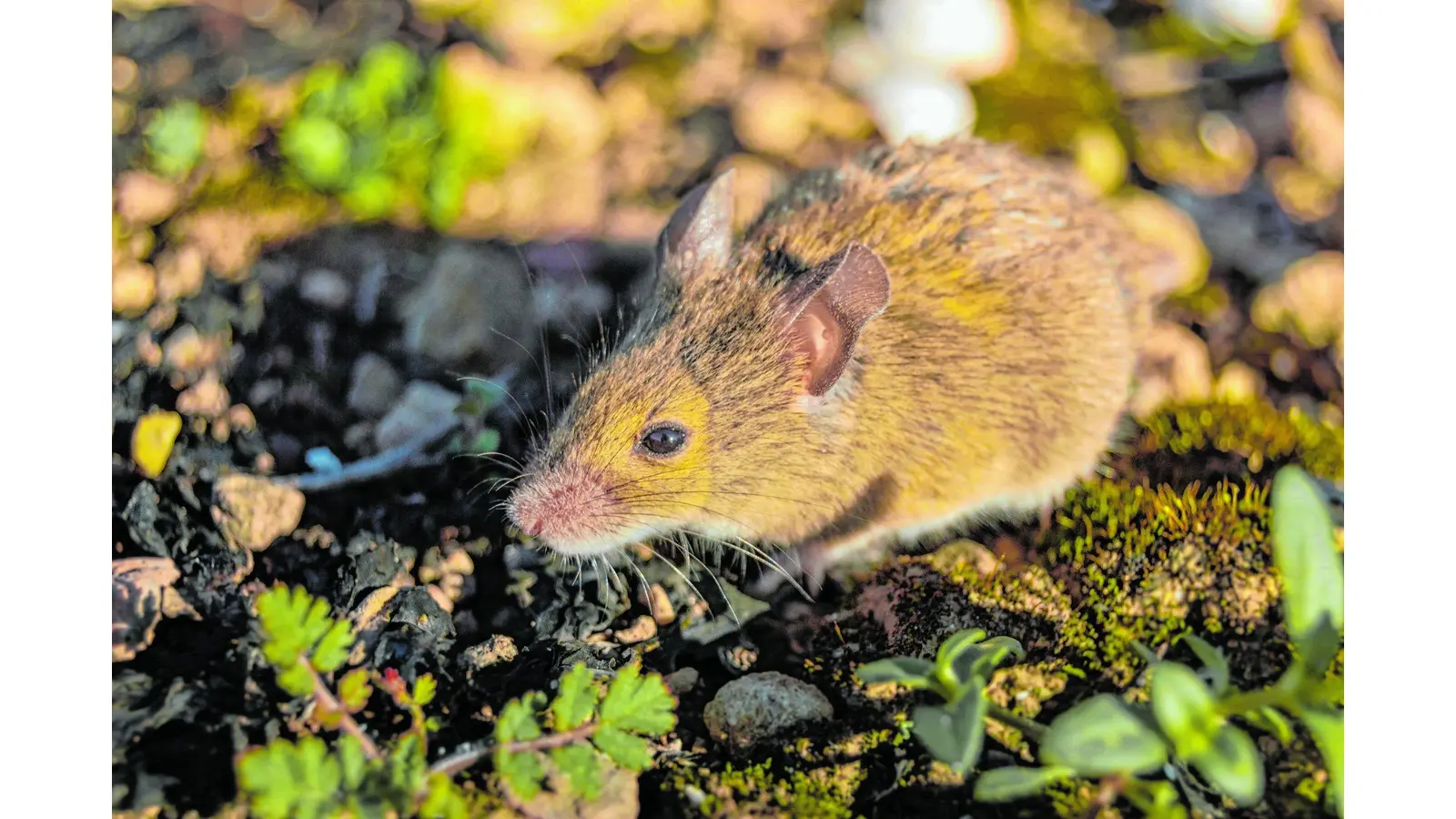 Cute and small field mouse (Apodemus sylvaticus) in the nature of the countryside. Wild brown wood mouse during a sunny day. (Foto: tr)