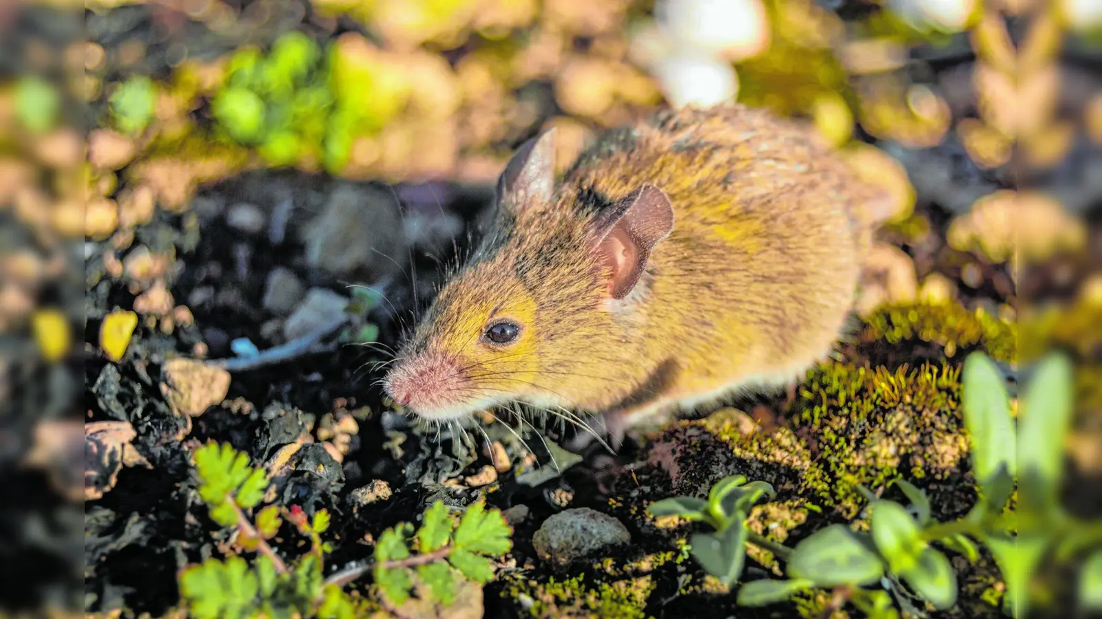 Cute and small field mouse (Apodemus sylvaticus) in the nature of the countryside. Wild brown wood mouse during a sunny day. (Foto: tr)