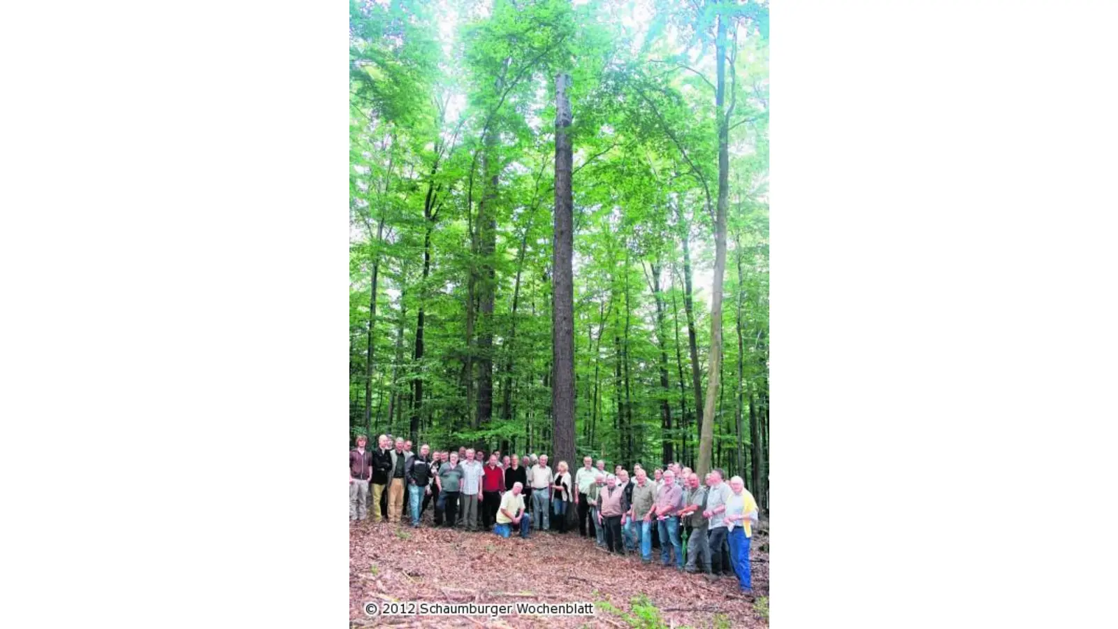 Europäische Lärche Baum des Jahres 2012 (Foto: em)