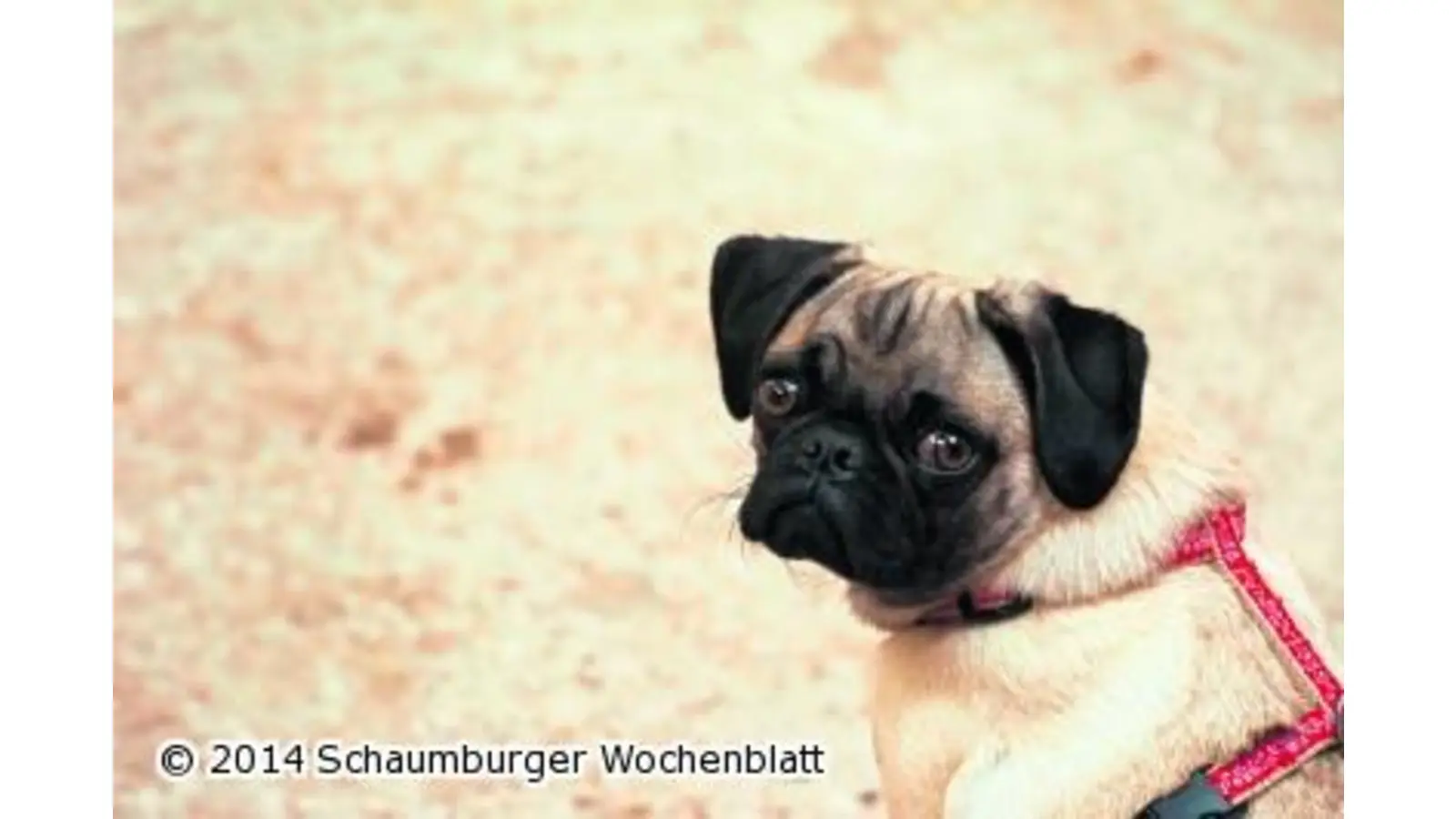 Hunde halten wird 2015 teurer (Foto: red)