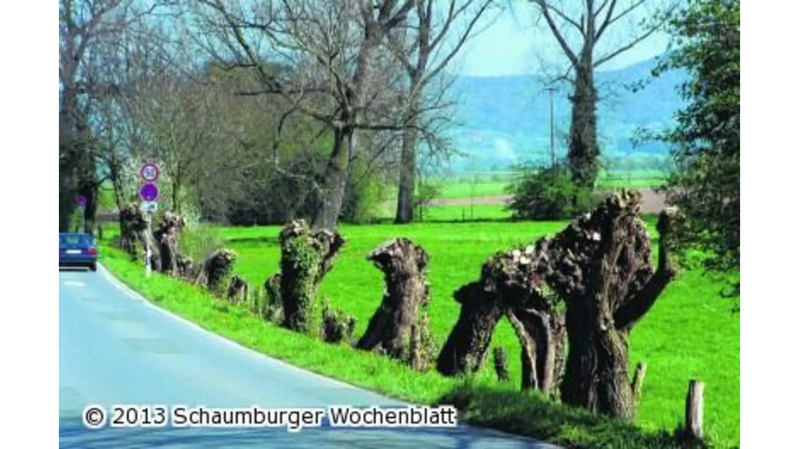 Die Kopfweiden bergen effektive Wirkstoffe gegen Kopfschmerzen (Foto: km)