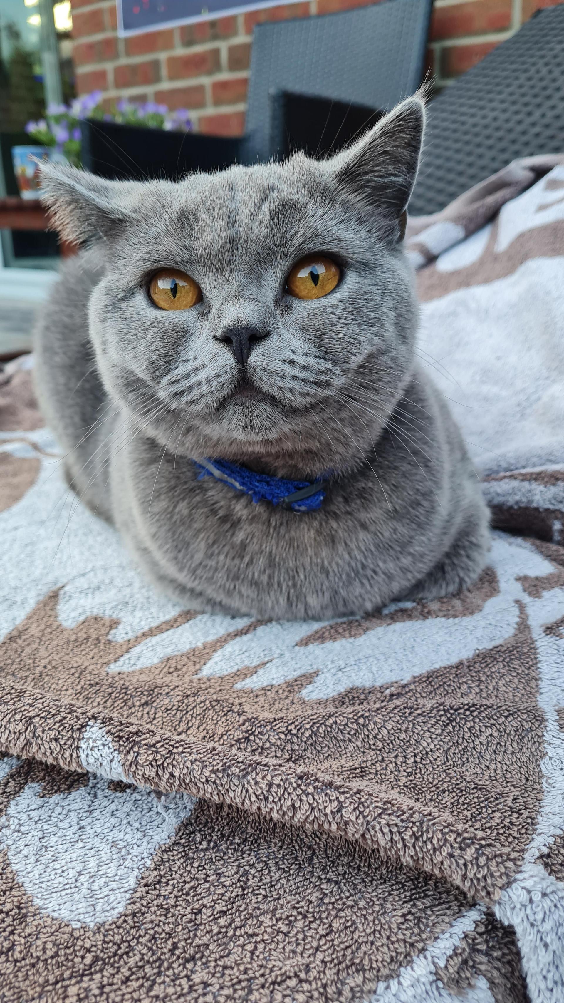 Katzen Top Ten - nicht nach der Platzierung sortiert. (Foto: *privat)