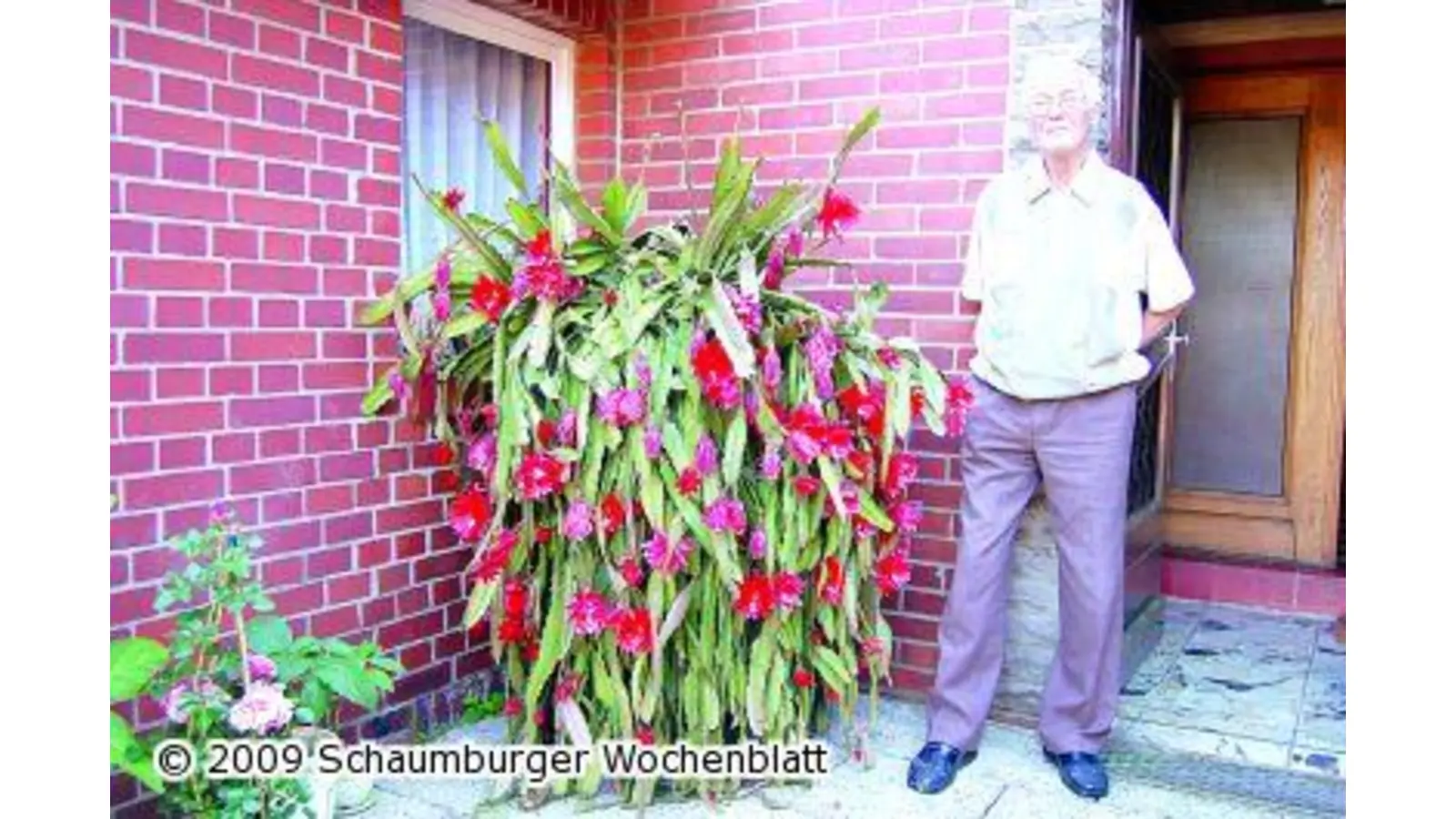 Blätterkaktus mit 100 Blüten (Foto: red)