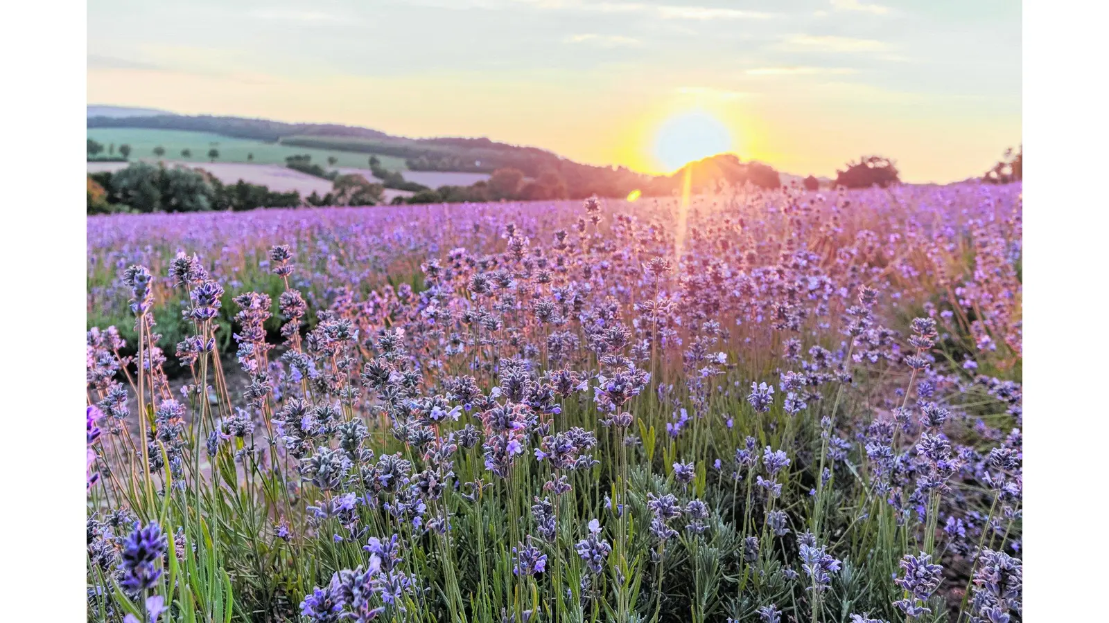 Die Lippische Provence blüht wieder (Foto: red)