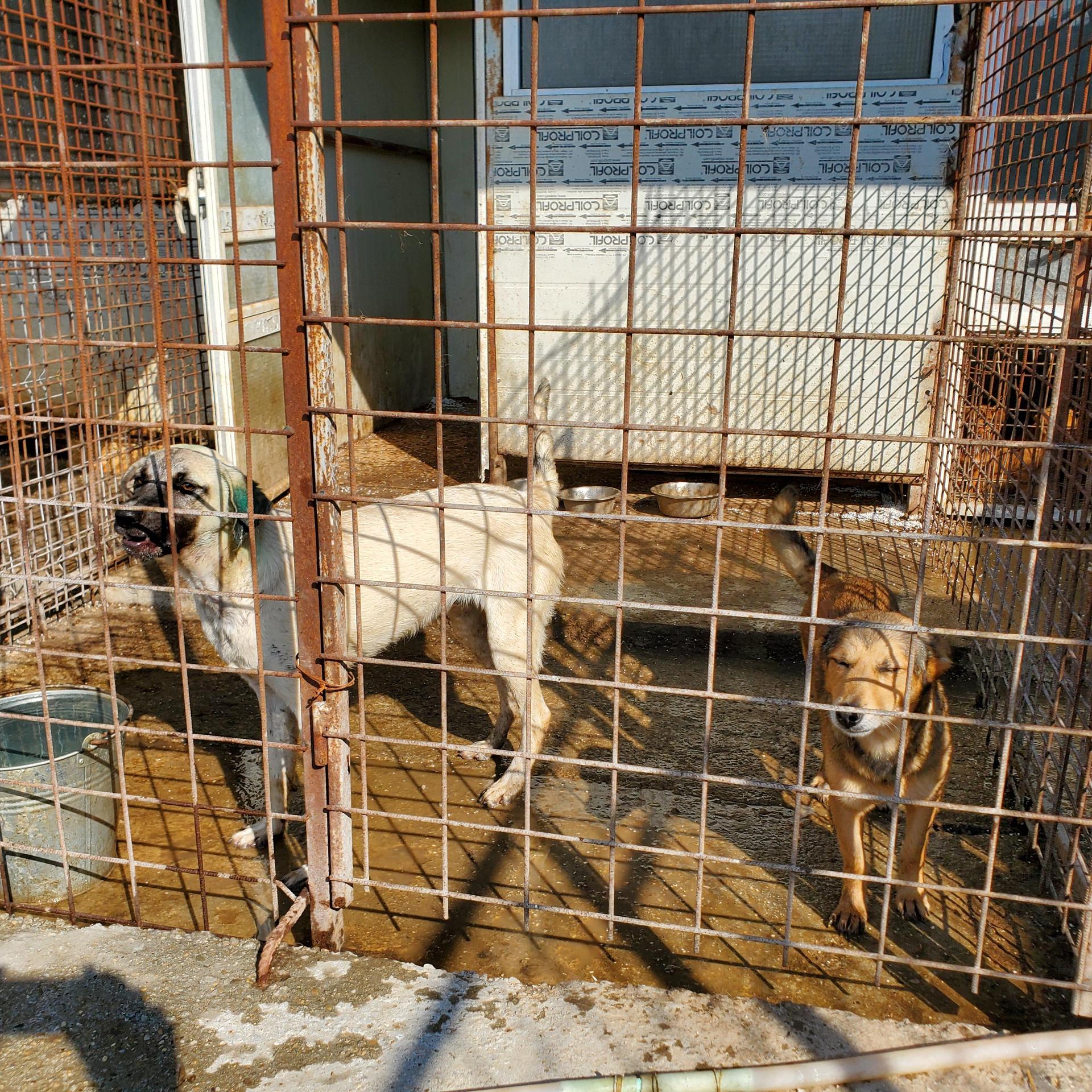 Schattenhunde e.V. Versorgung vor Ort. (Foto: privat)