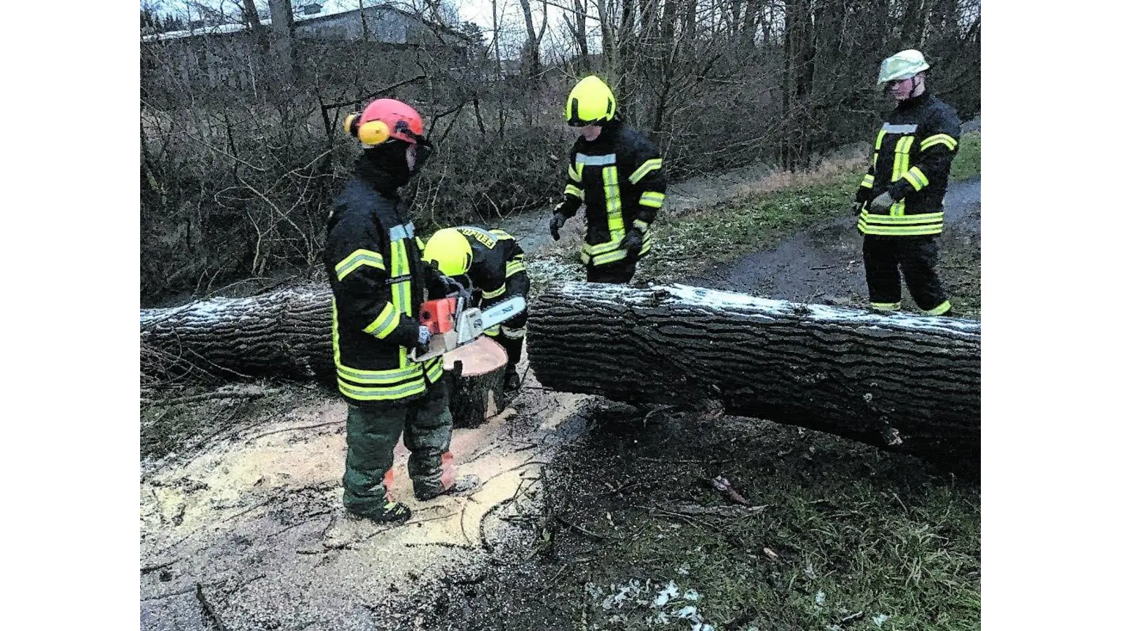 Baum fällt auf den Karl-Parisius-Weg (Foto: al)