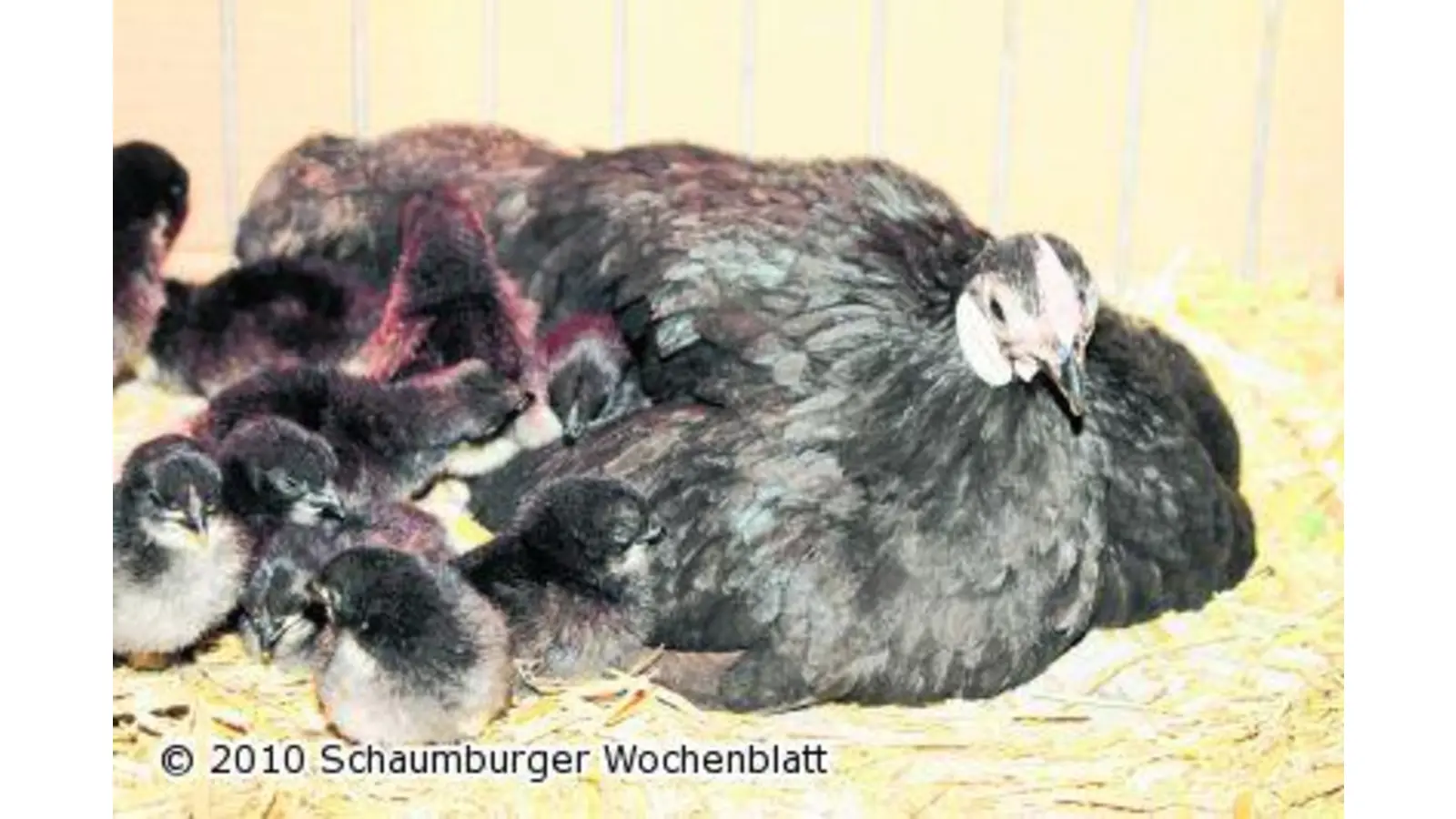 Besucher sehen Küken beim Schlüpfen zu (Foto: bb)