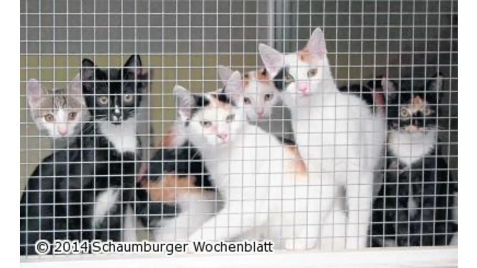 Rat verabschiedet Katzenschutzverordnung (Foto: red)