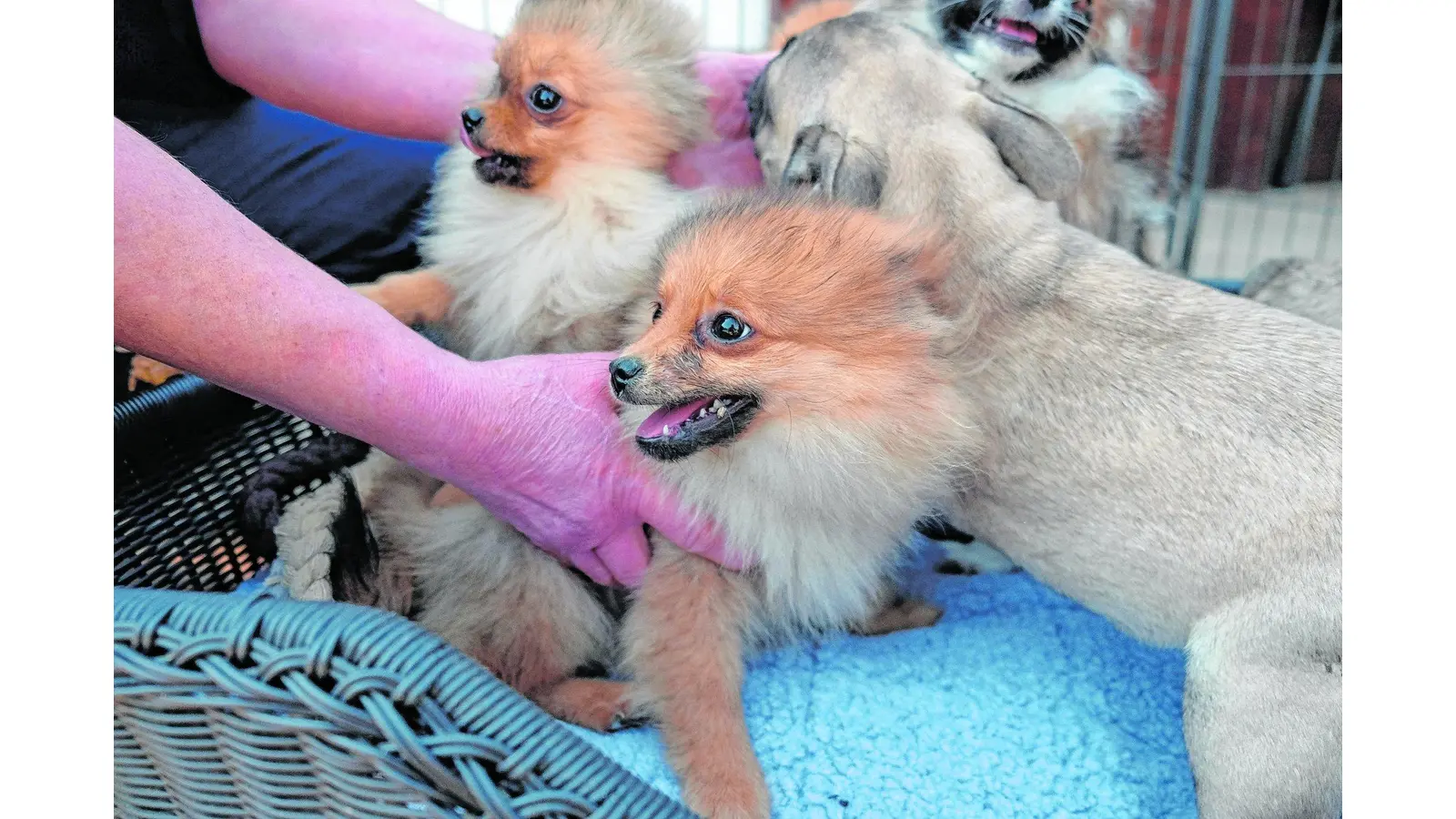 Ein neues Zuhause wird gesucht (Foto: red)