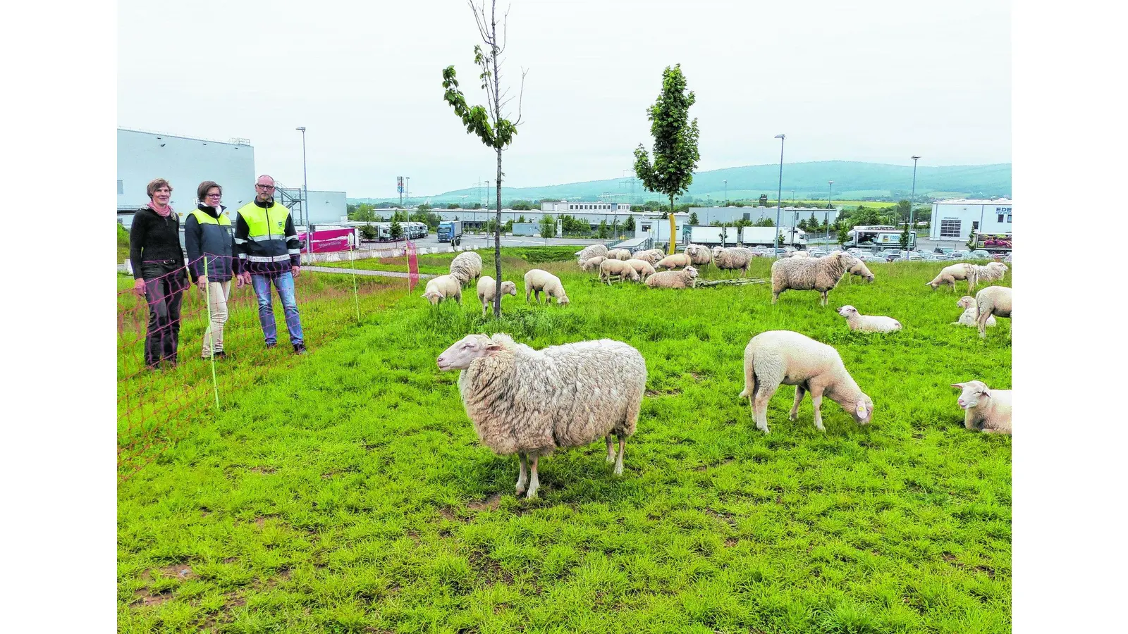 50 hungrige Mäuler halten das Gras klein (Foto: red)