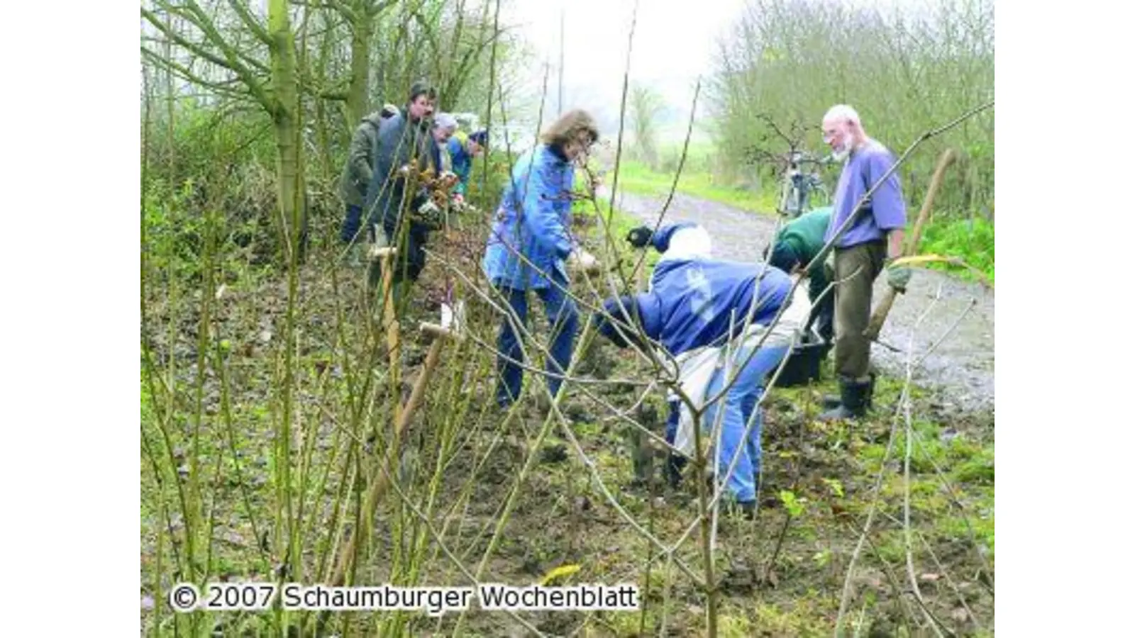 Büsche verdecken Kahlschlag (Foto: al)