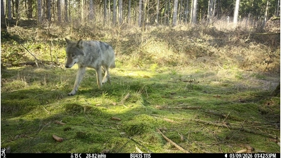 Vermehrte Hinweise auf die Anwesenheit dieser Tiere. (Foto: LK Schaumburg)
