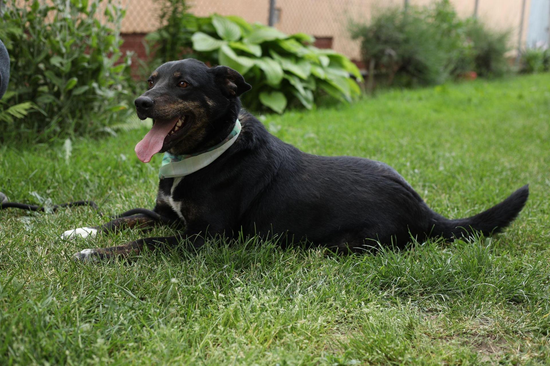 Santi gehört zu den Kettenhunden, die der Verein jetzt retten möchte. (Foto: privat)