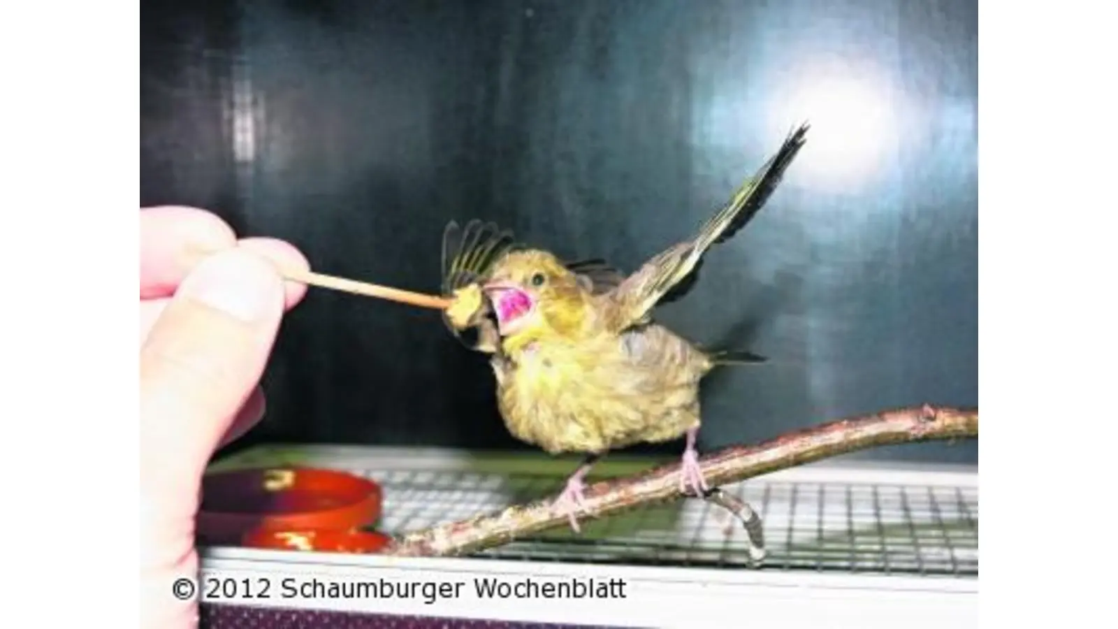 Alles über Raben erfahren (Foto: em)