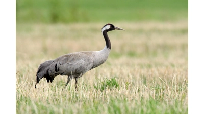 Gerade Kraniche waren von der Vogelgrippe betroffen, ebenso Wasservögel.  (Foto: Frank Derer)