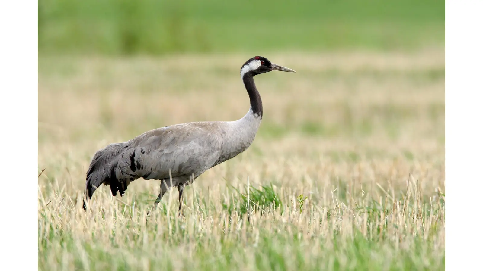 Gerade Kraniche waren von der Vogelgrippe betroffen, ebenso Wasservögel.  (Foto: Frank Derer)
