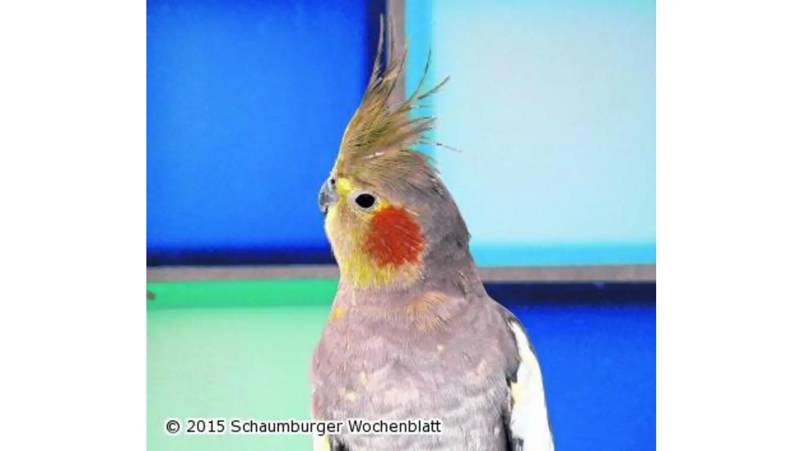 Nymphensittich ist zugeflogen (Foto: em)