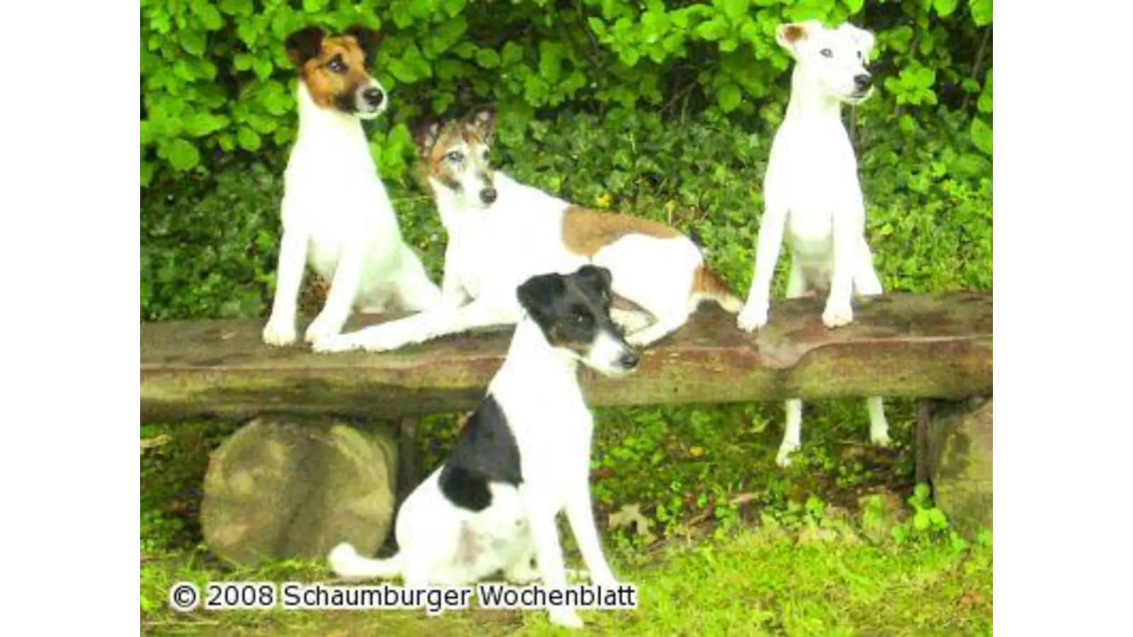 Foxterrier-Freunde wandern durch den schönen Deister (Foto: red)