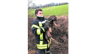 Dackel auf Abwegen (Foto: cs)