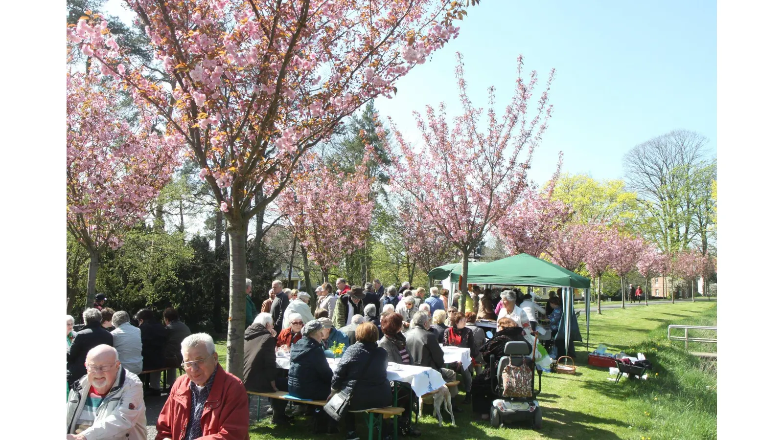 Den Frühling unterm Blütendach genießen (Foto: bb)