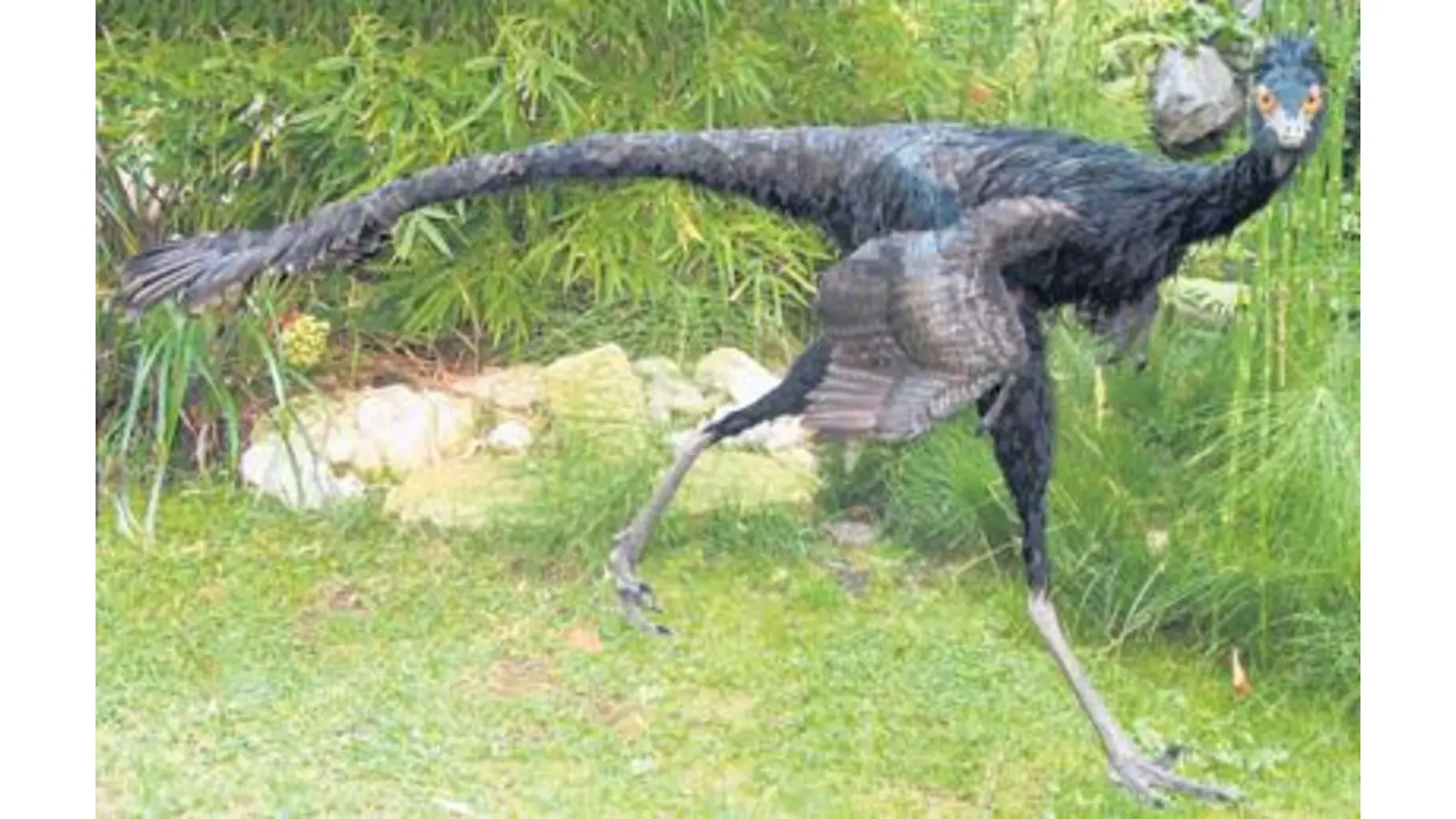 Experten wollen die spektakulären Spuren auf dem Bückeberg sehen (Foto: wa)