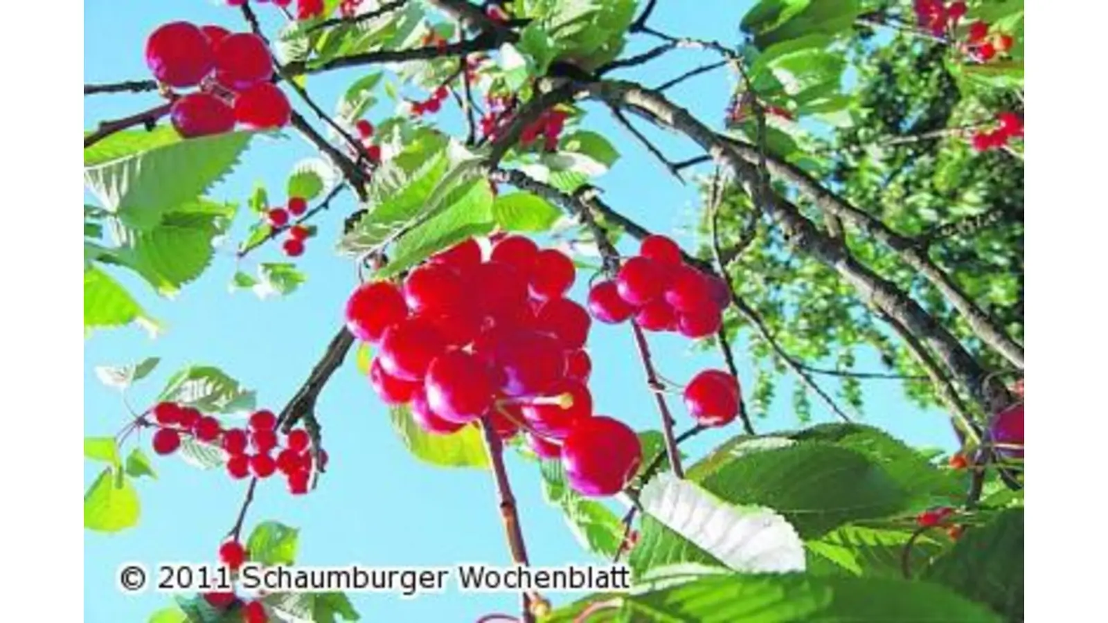 Neue Aussichten für das Kirschendorf (Foto: ste)